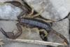Euscorpius sp.